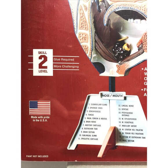 Nose Mouth Model Kit STEM Ages 10+ Lindberg Made in USA - Picture 5 of 10